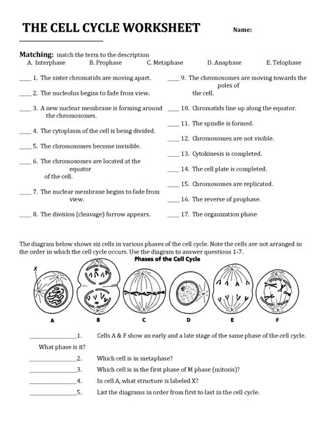 6: THE CELL CYCLE WORKSHEET